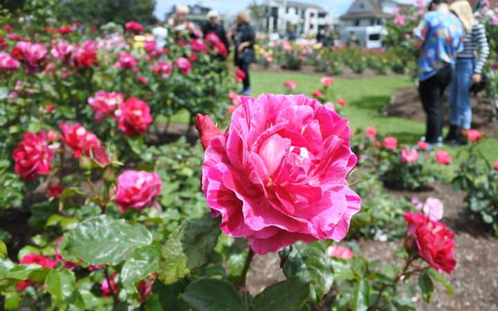 Dove Myer Robinson Park (Parnell Rose Garden)